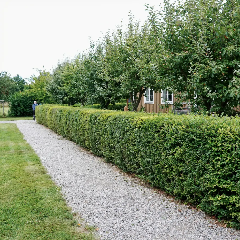 hackklippning sjobo