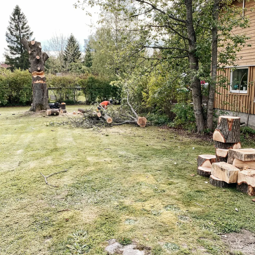 tradbeskarning sjobo